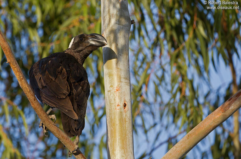 Thick-billed Raven