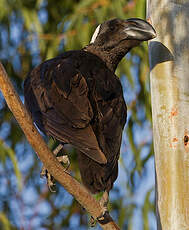 Corbeau corbivau