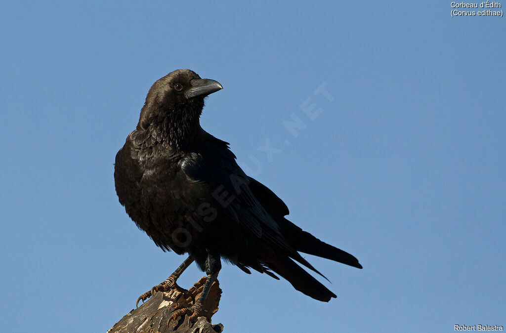 Somali Crow