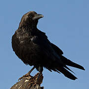 Somali Crow