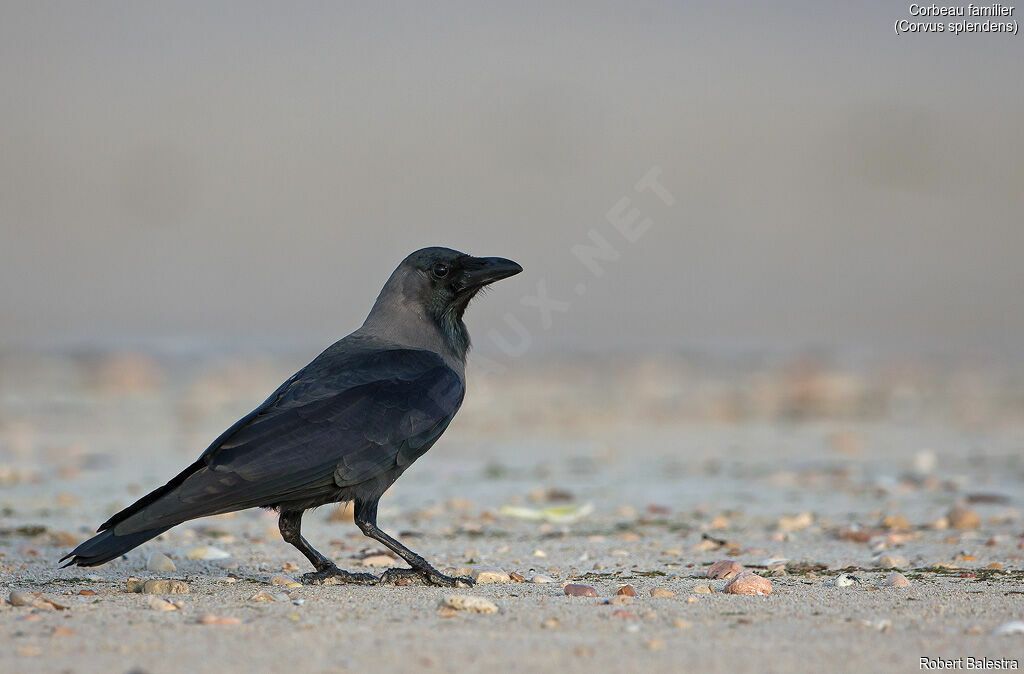 House Crow