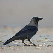 House Crow