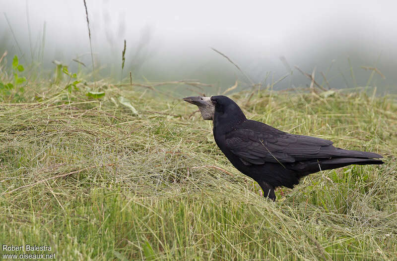 Corbeau freuxadulte, habitat, pigmentation, Comportement