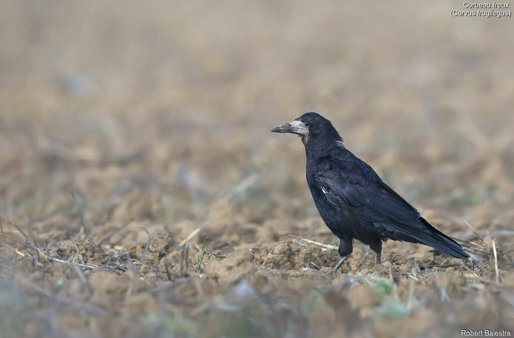 Corbeau freux