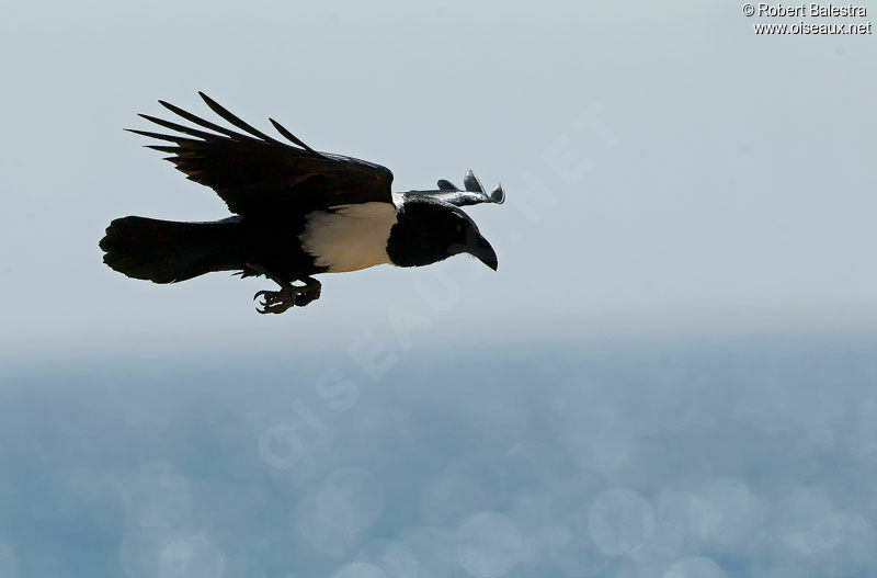 Pied Crow