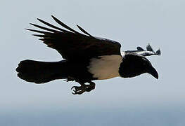 Pied Crow