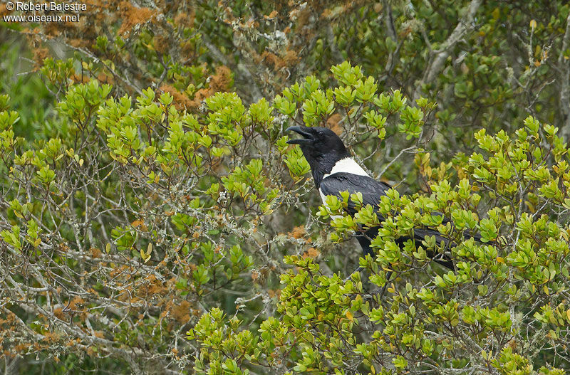 Pied Crow