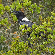 Pied Crow