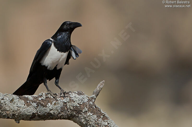 Corbeau pie