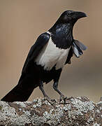 Pied Crow