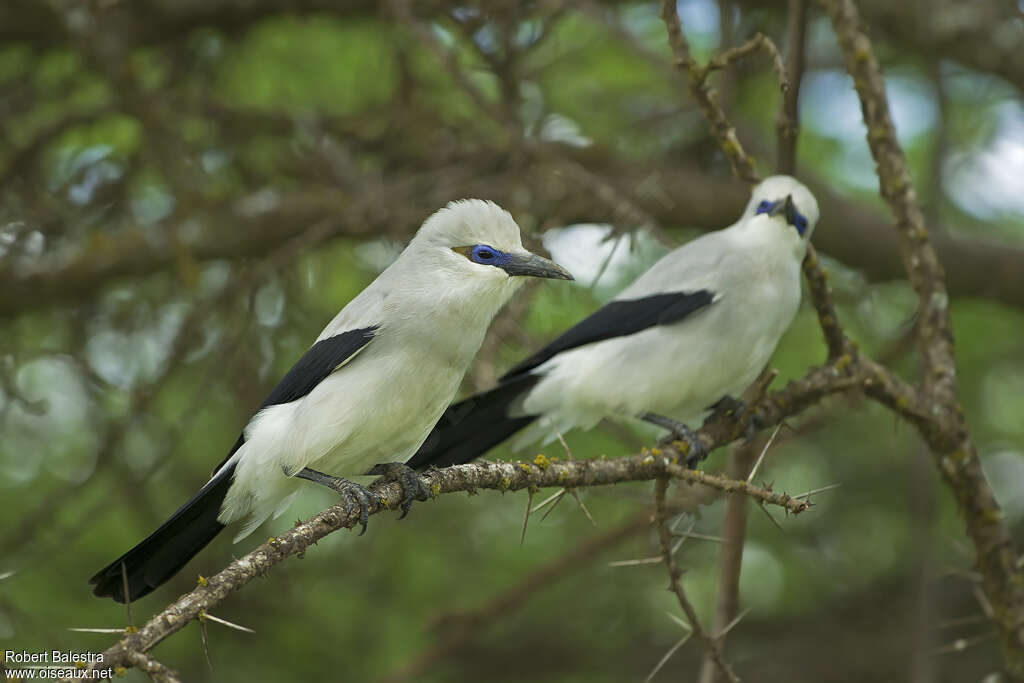 Stresemann's Bushcrowadult