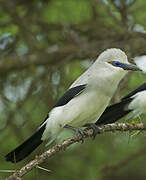 Stresemann's Bushcrow