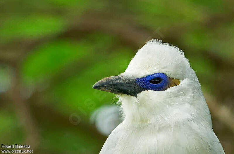 Stresemann's Bushcrowadult, close-up portrait