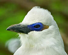 Stresemann's Bushcrow