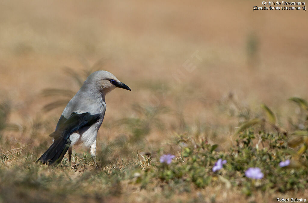 Stresemann's Bushcrow