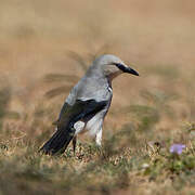 Stresemann's Bushcrow