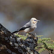 Stresemann's Bushcrow