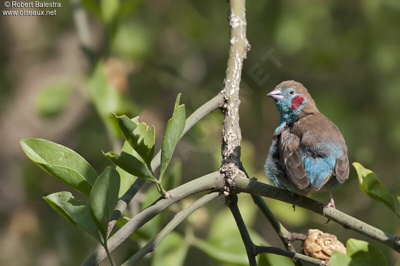 Red-cheeked Cordon-bleu male adult