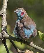 Red-cheeked Cordon-bleu