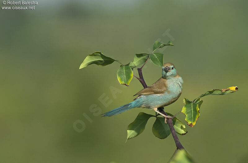 Red-cheeked Cordon-bleu female adult