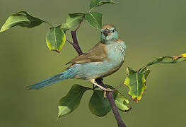 Red-cheeked Cordon-bleu