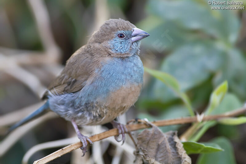 Red-cheeked Cordon-bleu