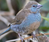 Red-cheeked Cordon-bleu