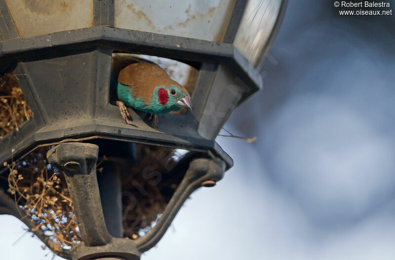 Red-cheeked Cordon-bleu male, Reproduction-nesting