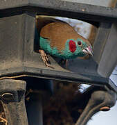 Cordonbleu à joues rouges