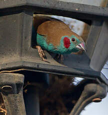 Cordonbleu à joues rouges