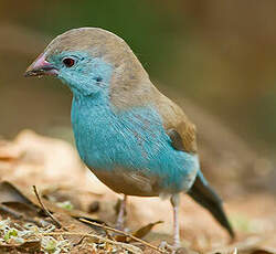 Cordonbleu de l'Angola