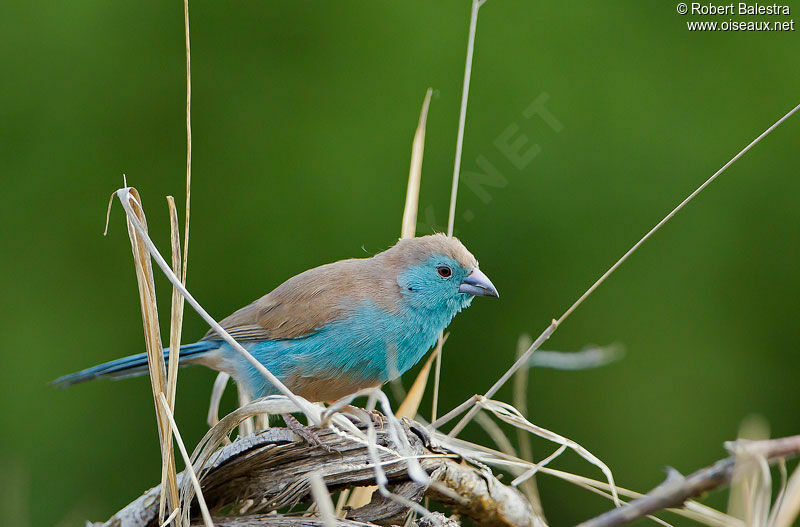 Cordonbleu de l'Angola