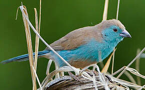 Blue Waxbill