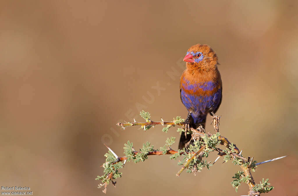 Purple Grenadier male adult transition, pigmentation