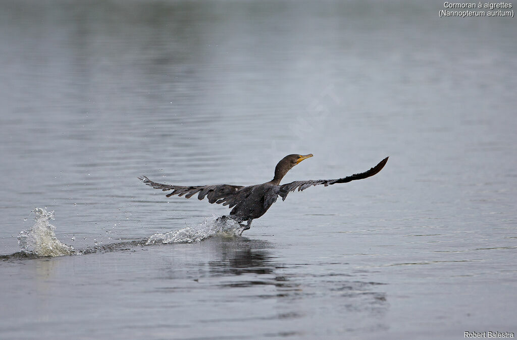 Cormoran à aigrettes