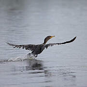 Cormoran à aigrettes