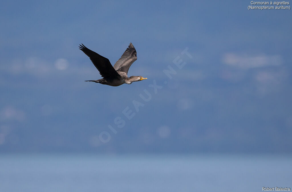 Cormoran à aigrettes