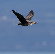 Double-crested Cormorant