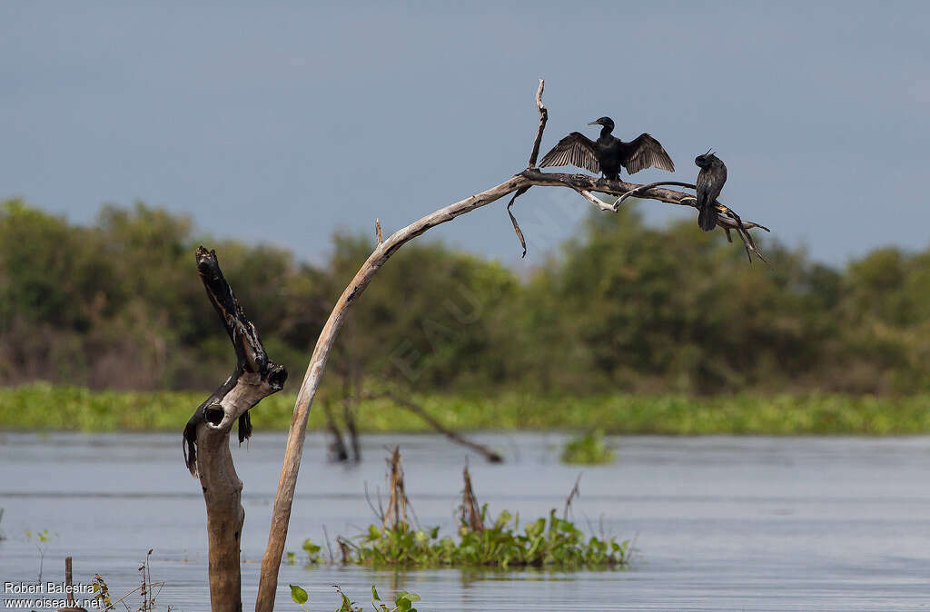 Cormoran à cou brun, habitat