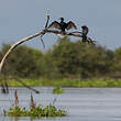 Cormoran à cou brun