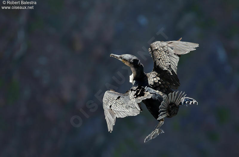 White-breasted Cormorant