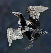 White-breasted Cormorant