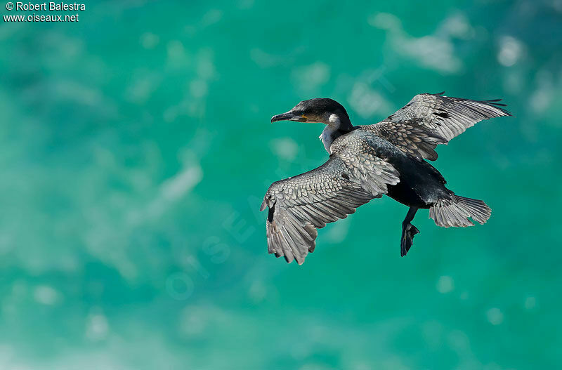 White-breasted Cormorant