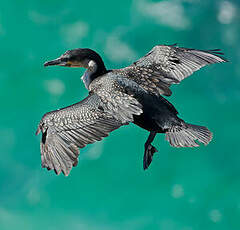 Cormoran à poitrine blanche