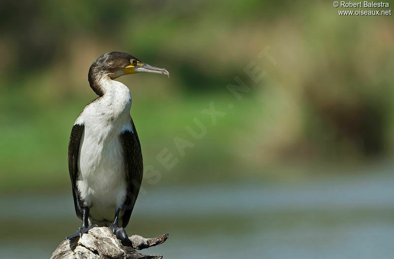 Cormoran à poitrine blanche