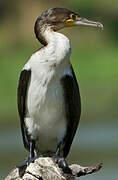 Cormoran à poitrine blanche