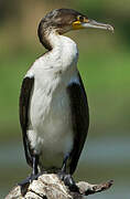 White-breasted Cormorant