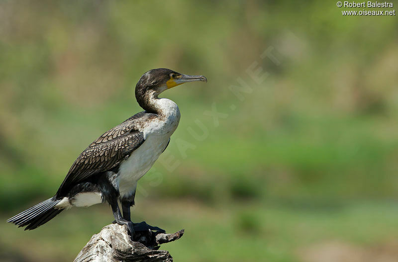 White-breasted Cormorant