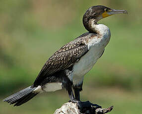 Cormoran à poitrine blanche