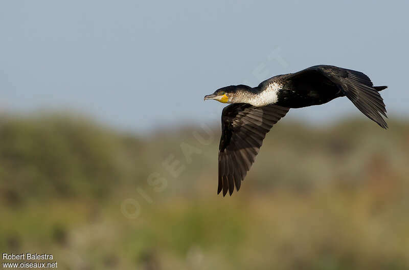 White-breasted Cormorantimmature, Flight